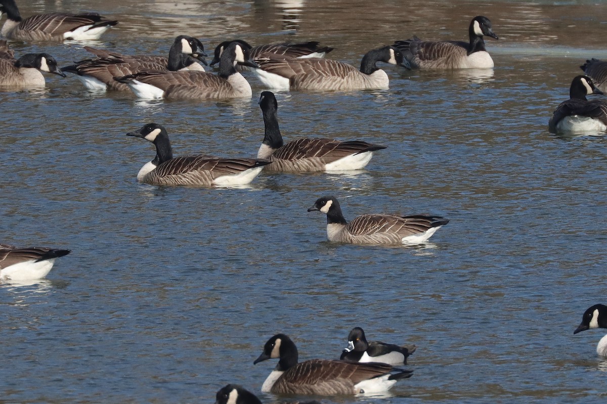 Cackling Goose - ML629248617