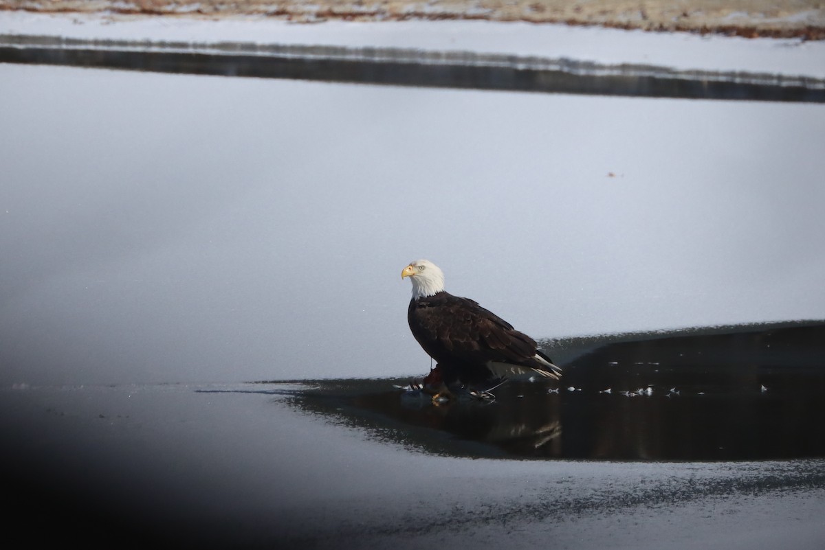 Bald Eagle - ML629248644