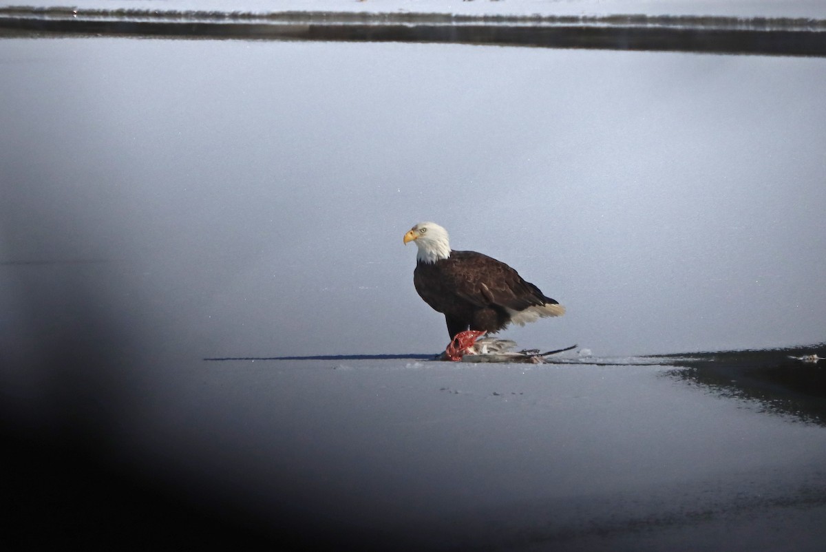 Bald Eagle - ML629248662