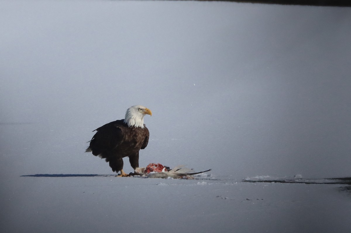 Bald Eagle - ML629248673