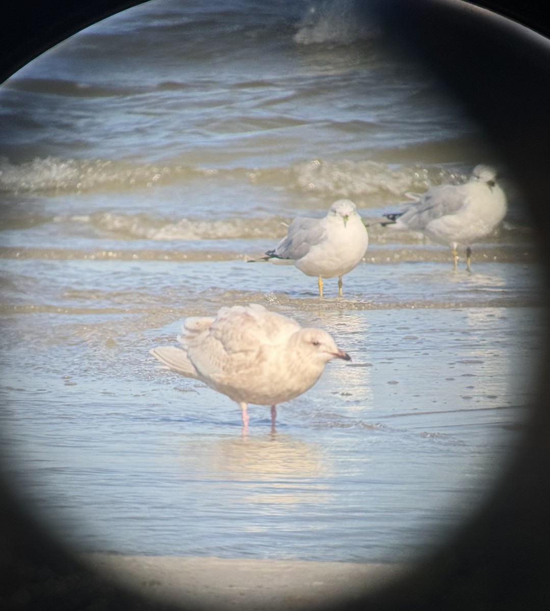 Iceland Gull - ML629248838