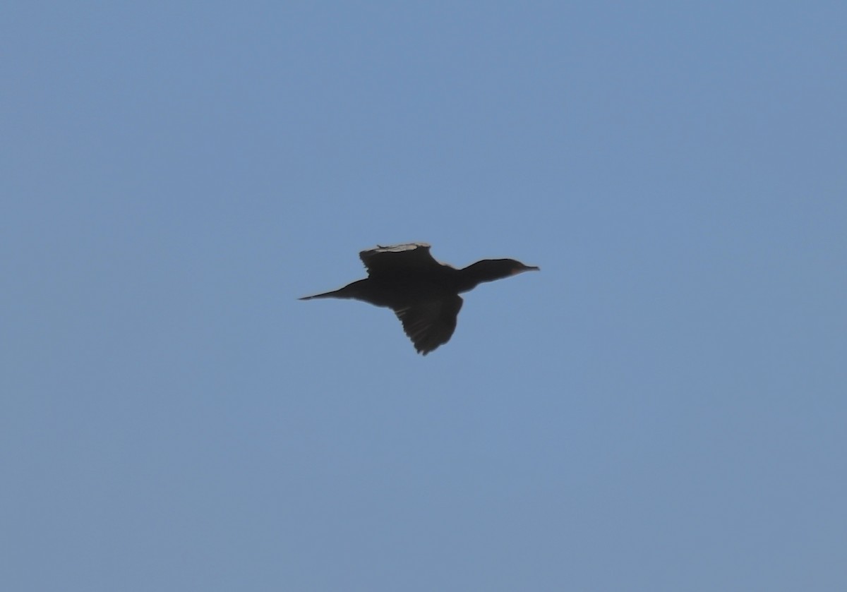 Double-crested Cormorant - ML629249156
