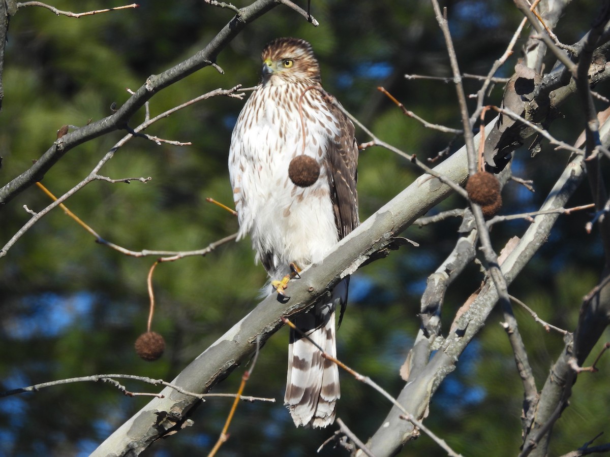 eBird Checklist - 17 Jan 2025 - Pole Farm (Mercer County Park NW) - 34 ...