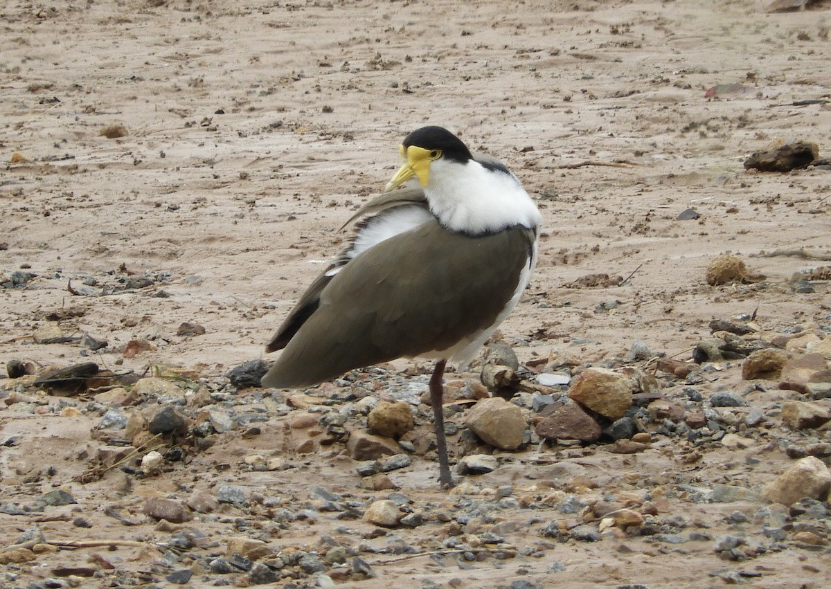 Masked Lapwing - ML629249707