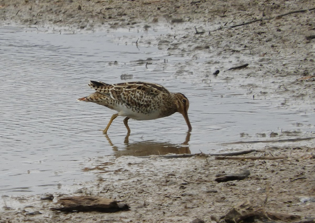 Latham's Snipe - ML629249751