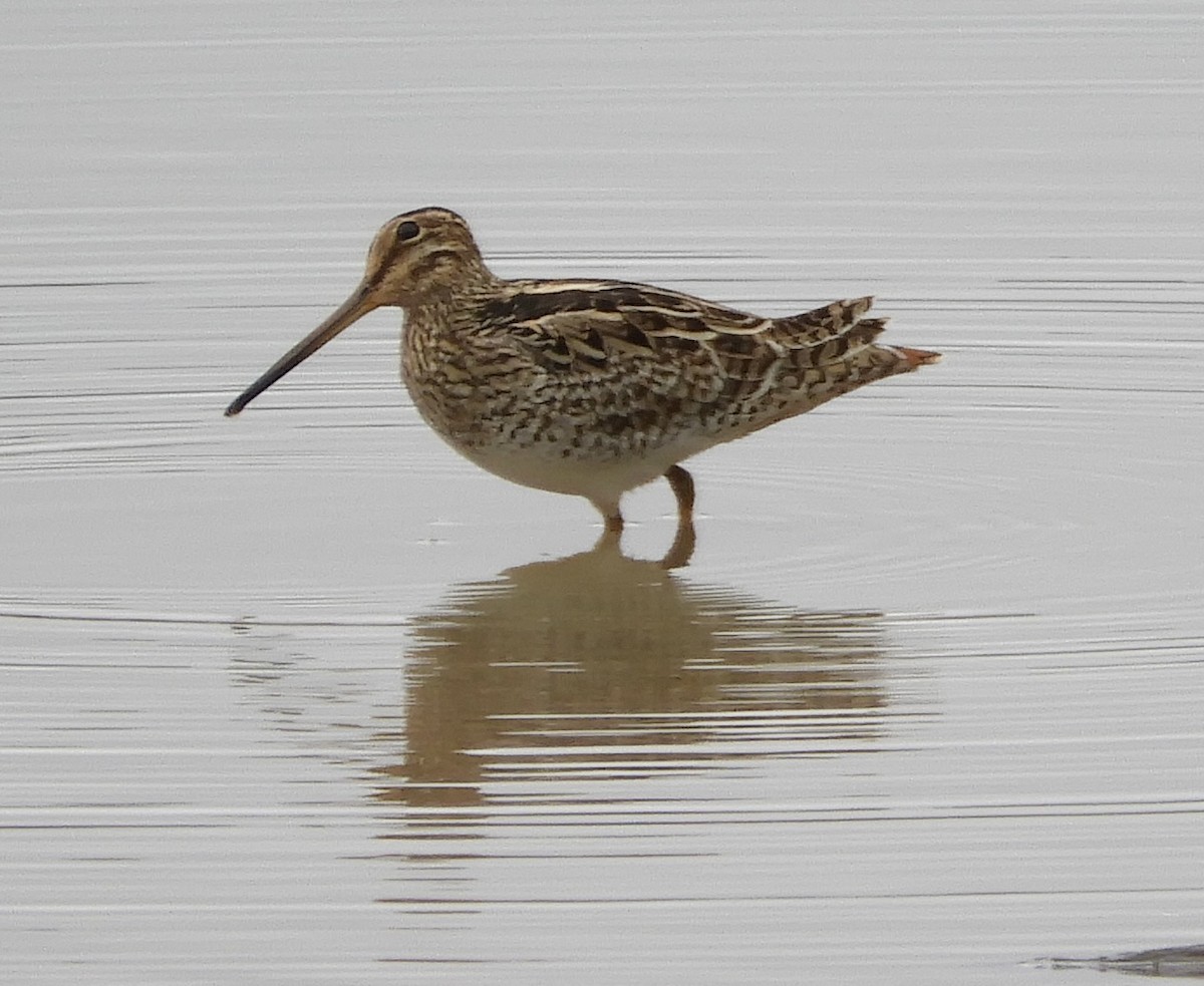 Latham's Snipe - ML629249763