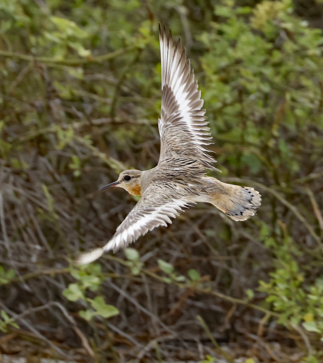 Tawny-throated Dotterel - ML629250291