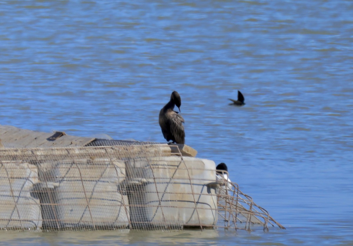 Double-crested Cormorant - ML629250413