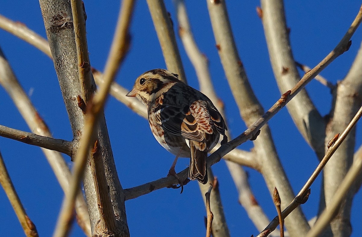 Zigolo boschereccio - ML629250751