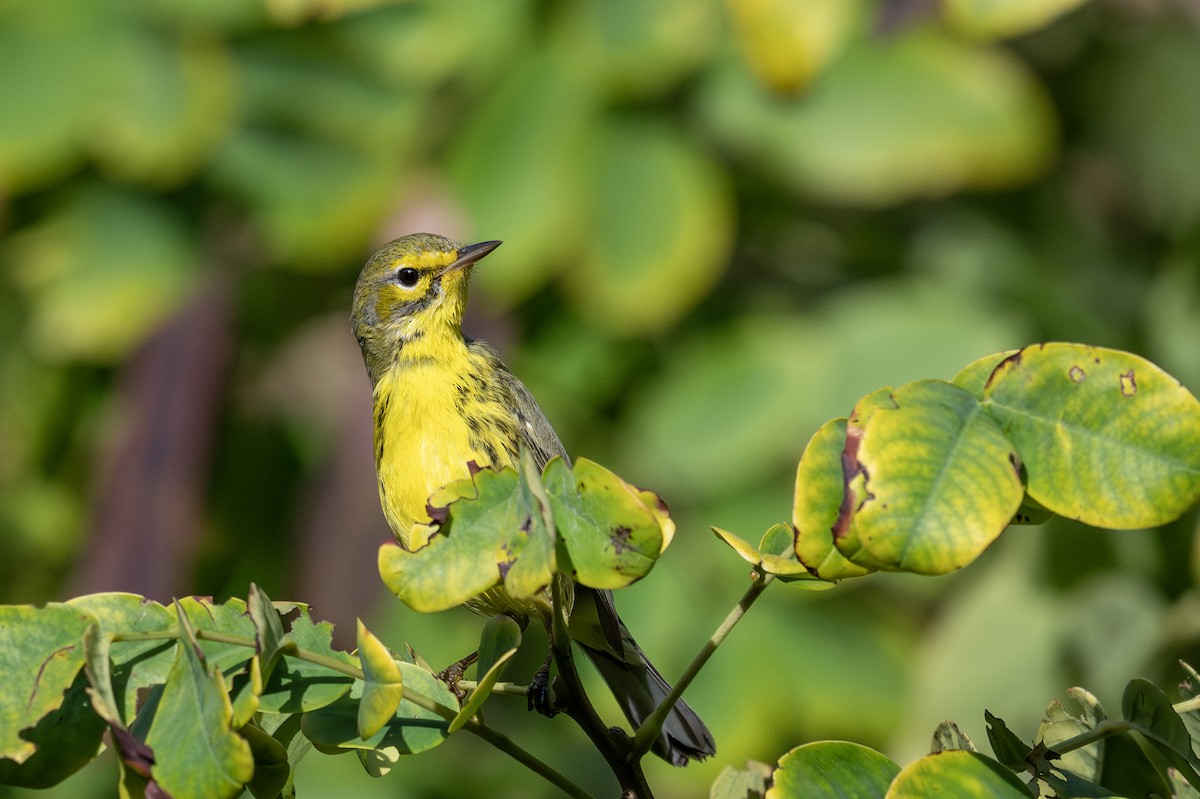 Prairie Warbler - ML629250834