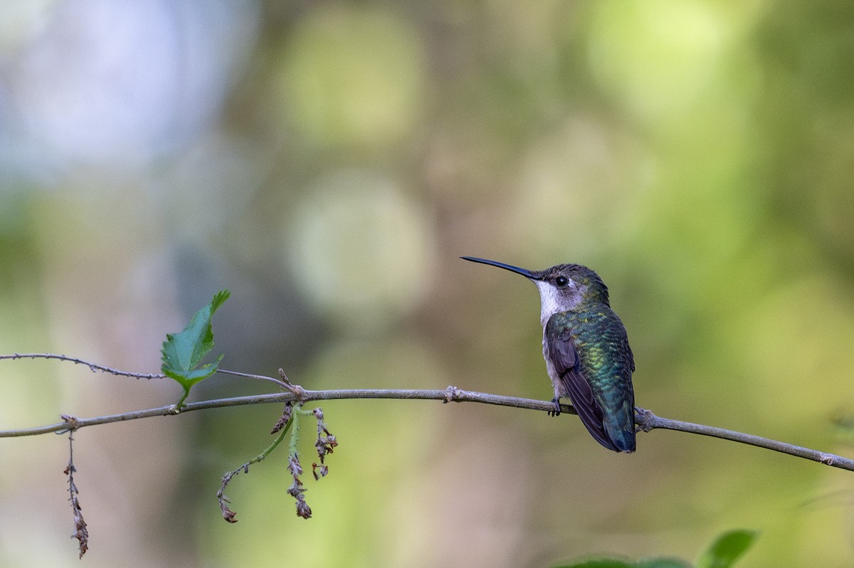 Ruby-throated Hummingbird - ML629250953