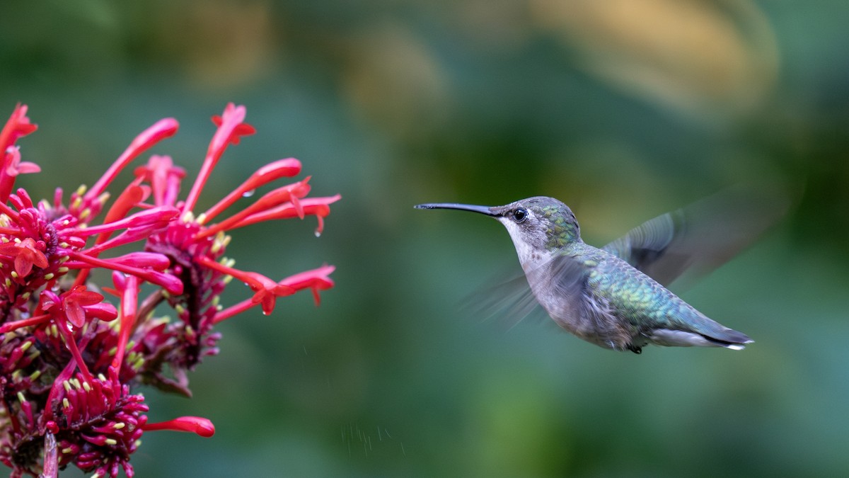 Ruby-throated Hummingbird - ML629250954