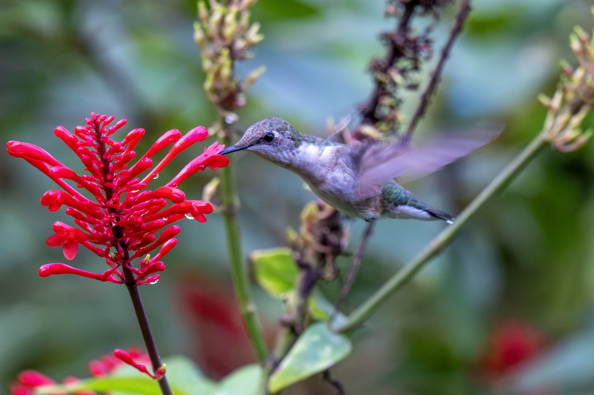 Ruby-throated Hummingbird - ML629250955
