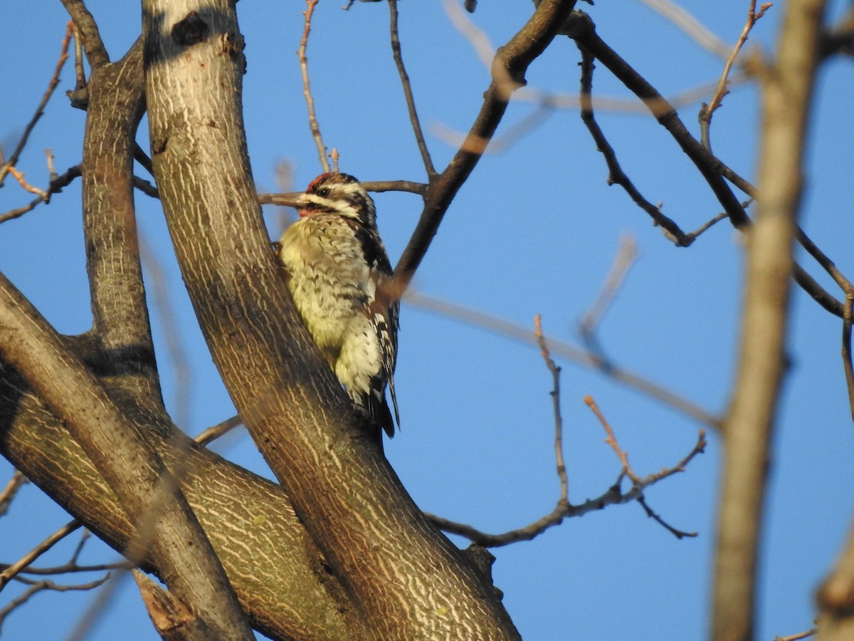 Yellow-bellied Sapsucker - ML629251122