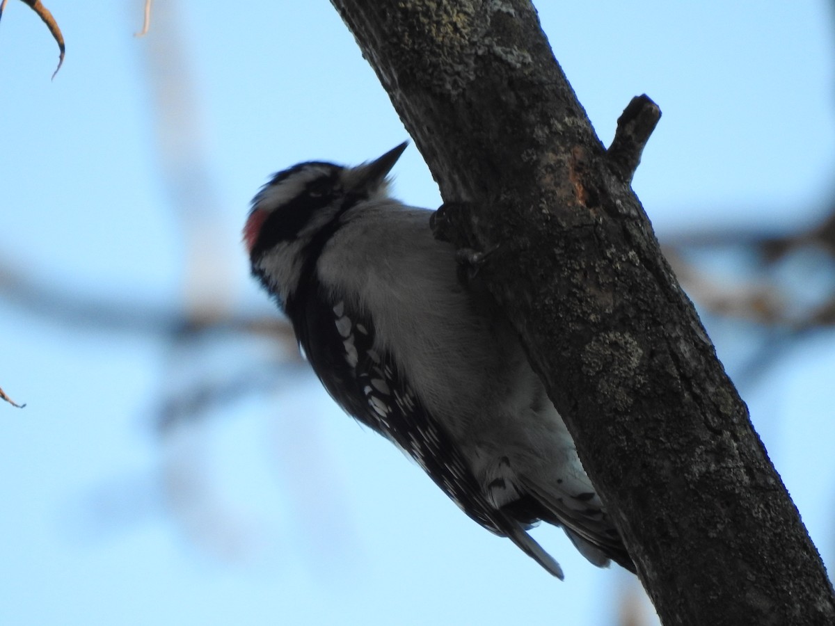 Downy Woodpecker - ML629251185