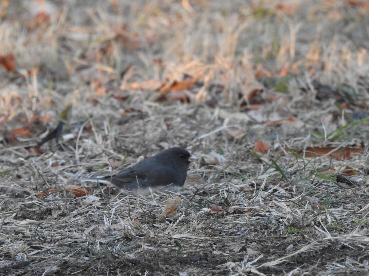 Dark-eyed Junco - ML629251259