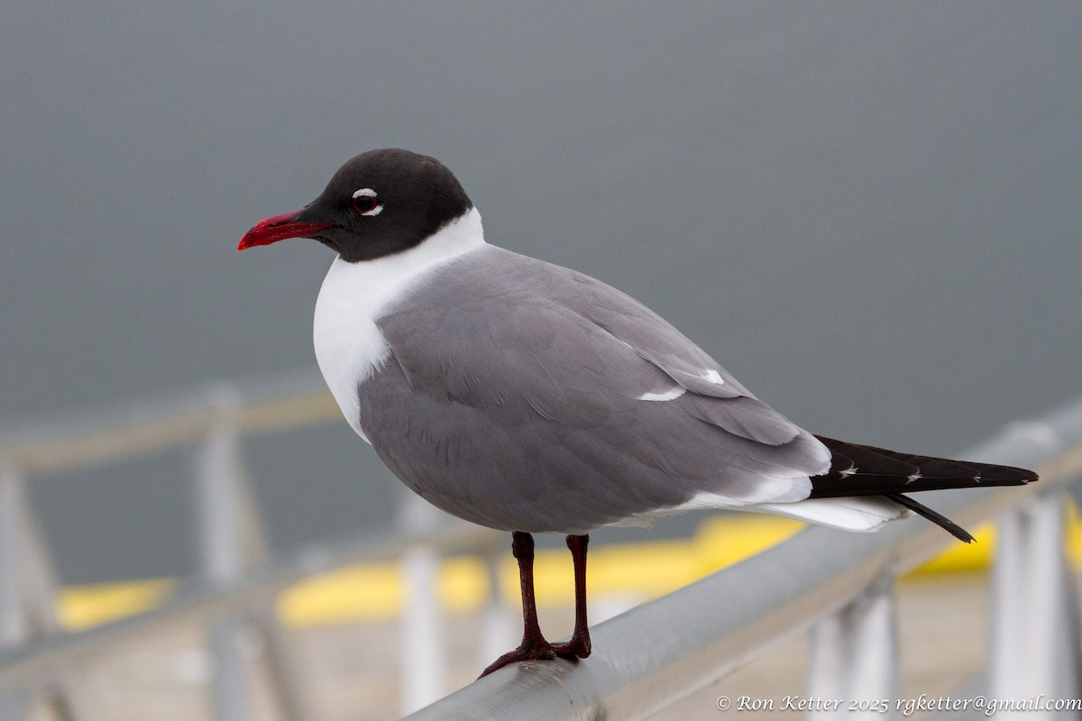 Laughing Gull - ML629251265