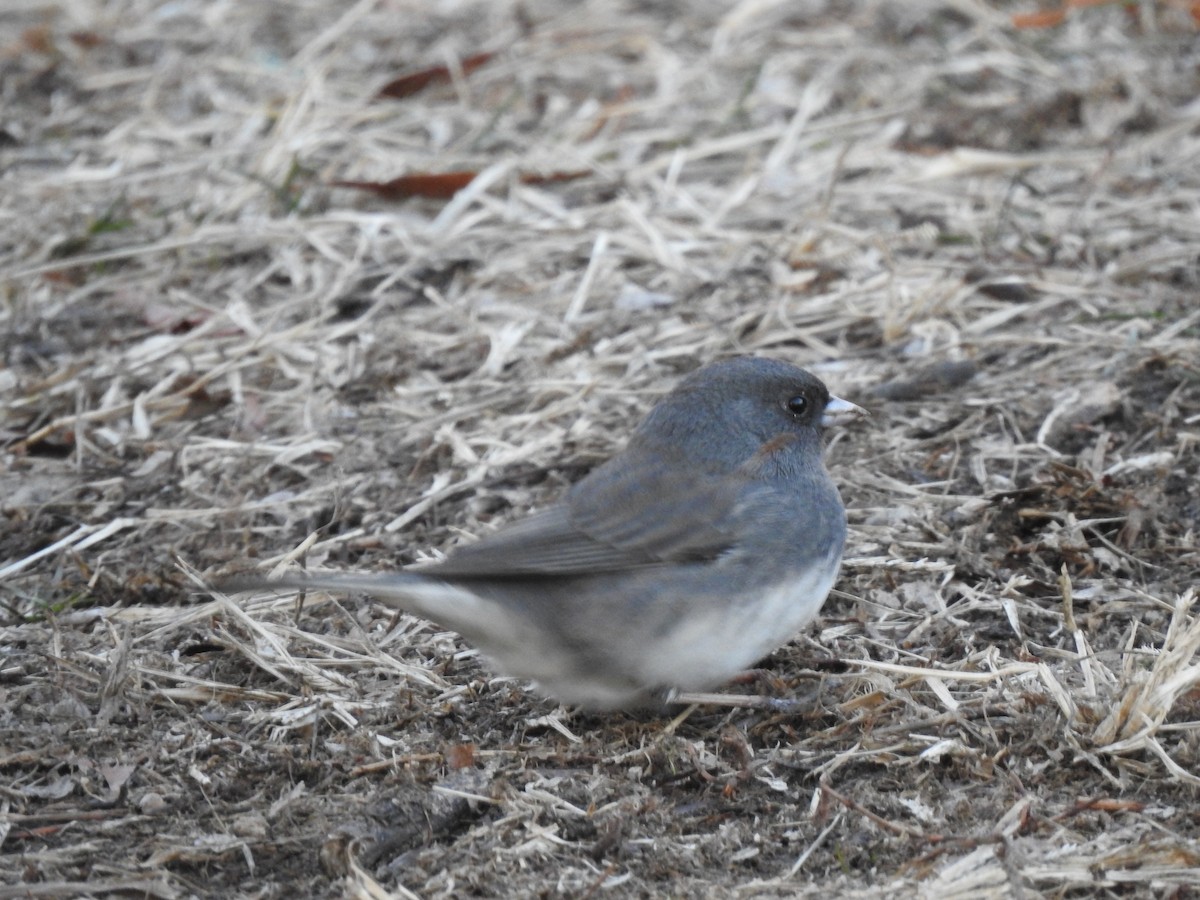 Dark-eyed Junco - ML629251269
