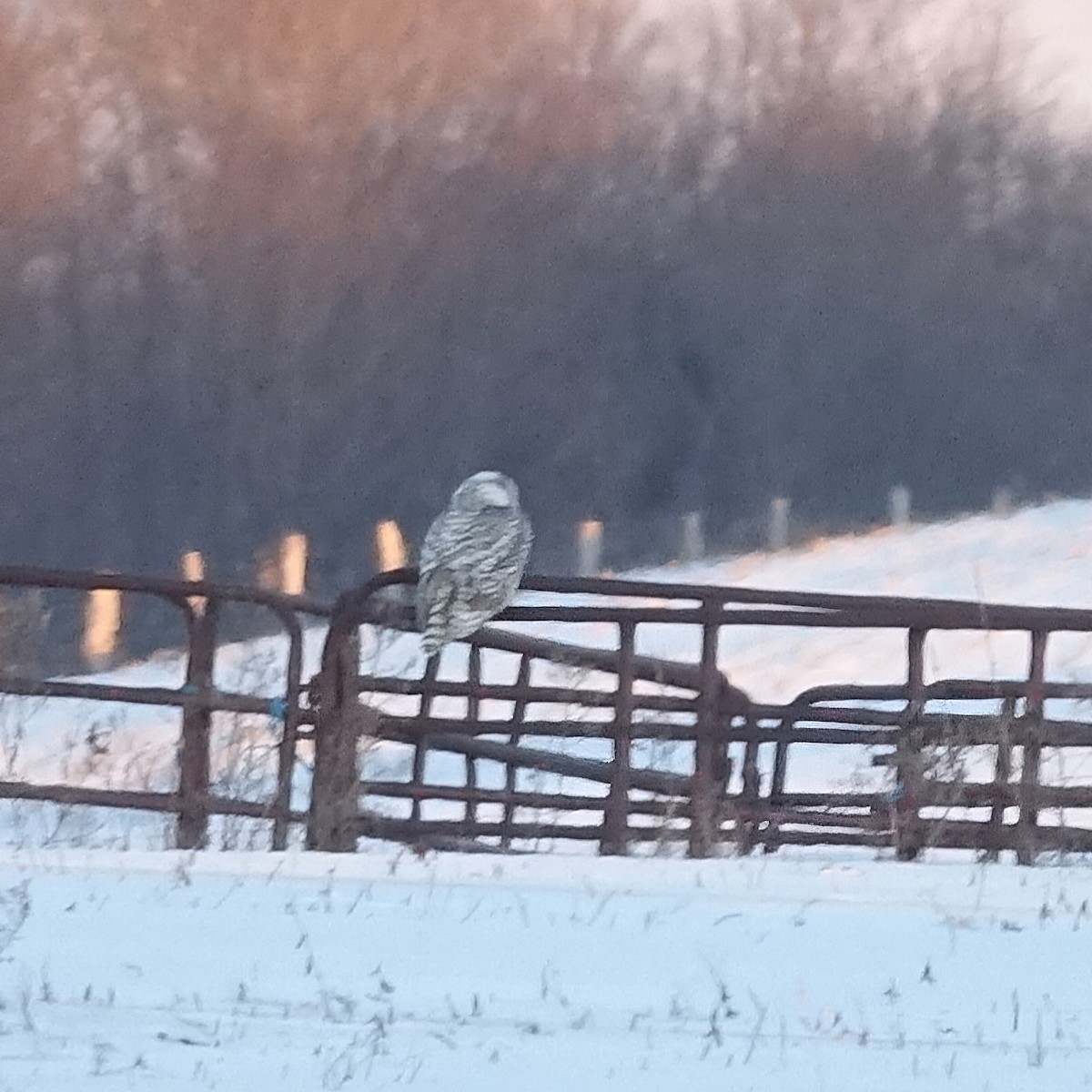 Snowy Owl - ML629251432