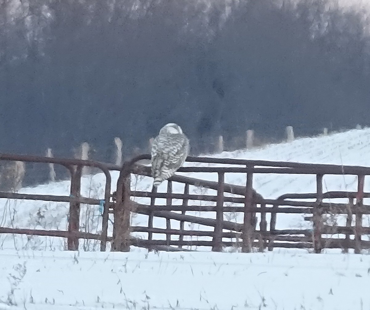 Snowy Owl - ML629251435
