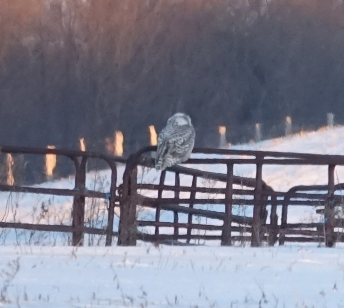 Snowy Owl - ML629251443
