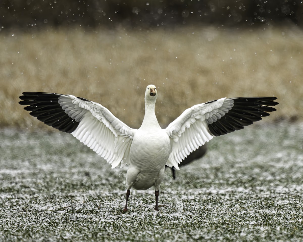 Snow Goose - ML629251523