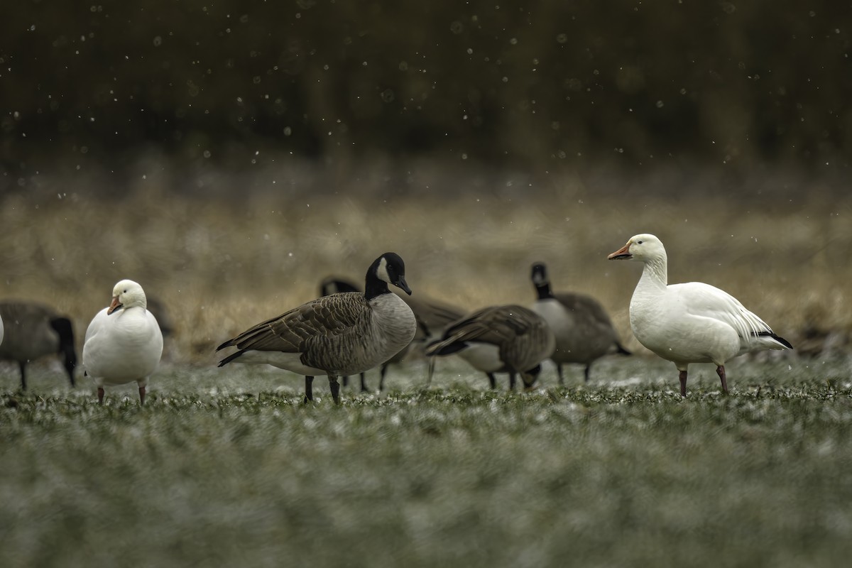 Snow Goose - ML629251530