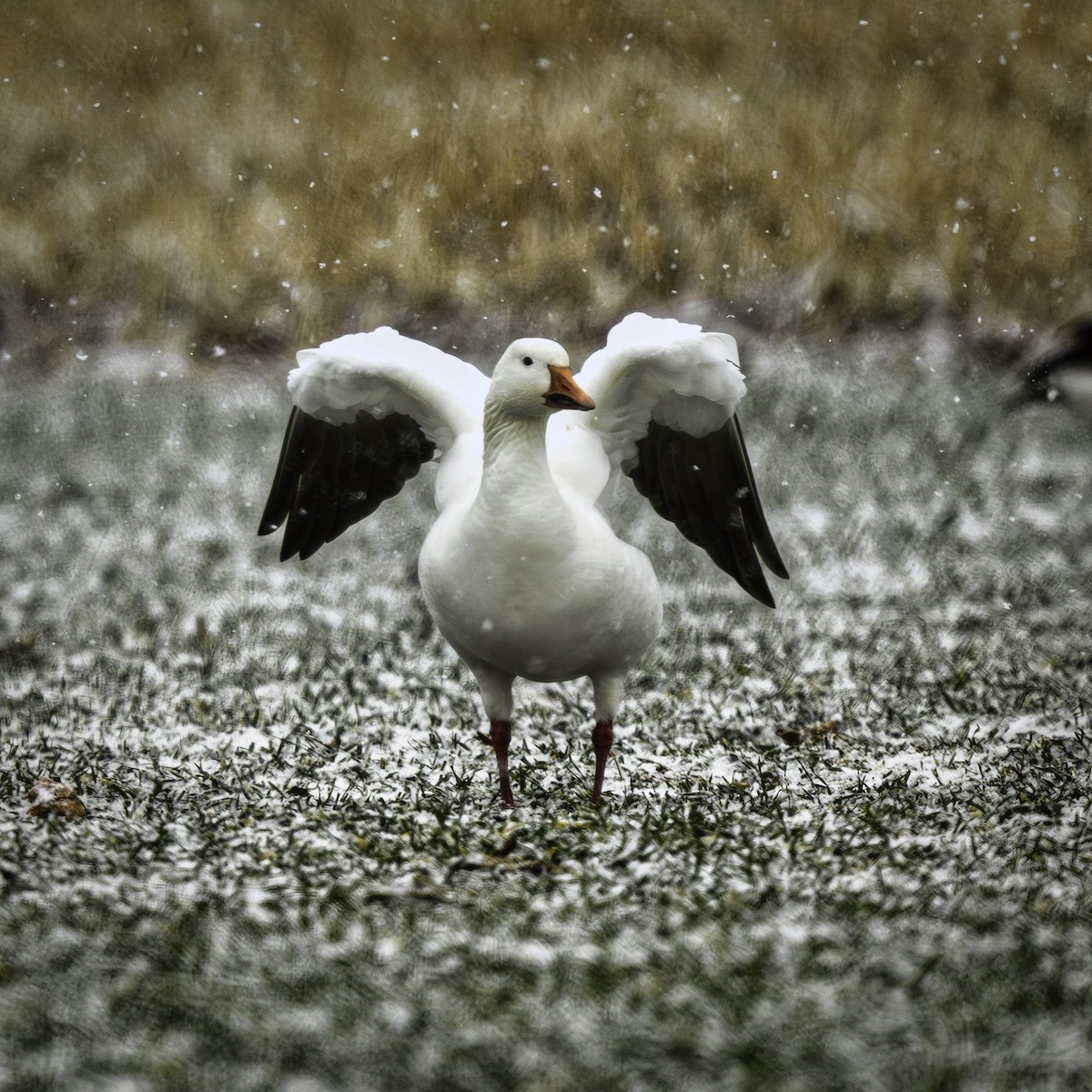 Snow Goose - ML629251532