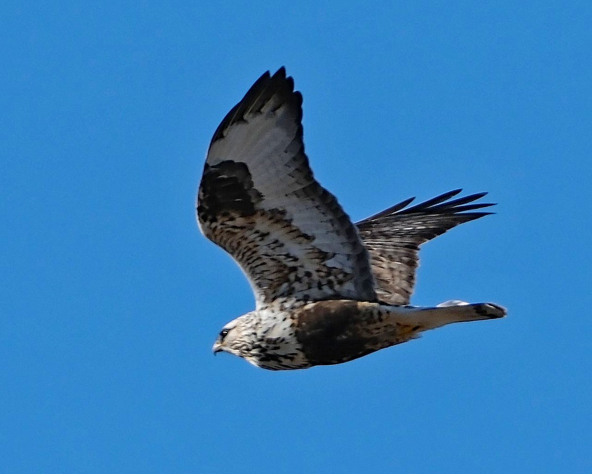 Rough-legged Hawk - ML629251577