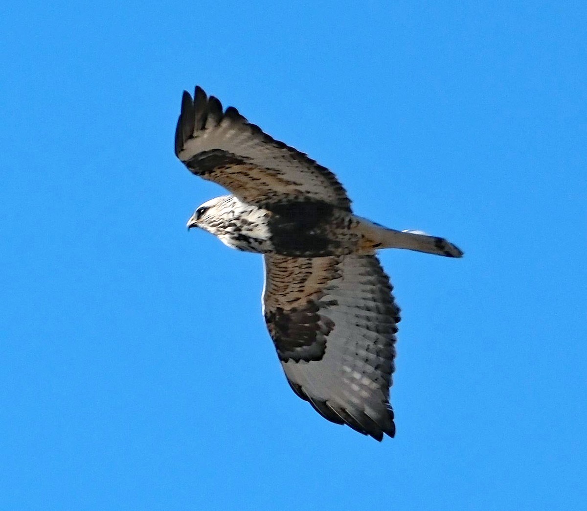 Rough-legged Hawk - ML629251578