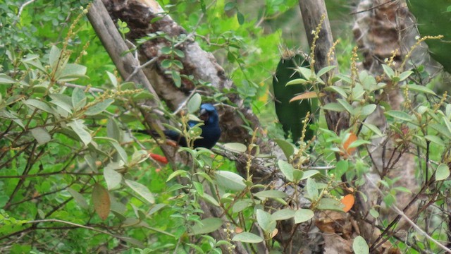 Ultramarine Grosbeak - ML629251635
