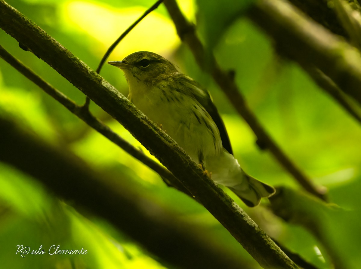 Blackpoll Warbler - ML629251642