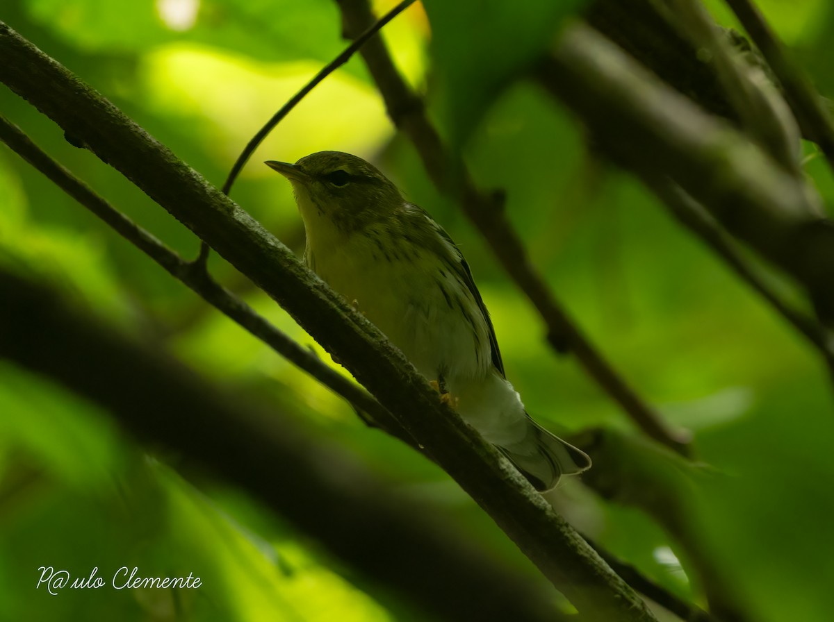 Blackpoll Warbler - ML629251643