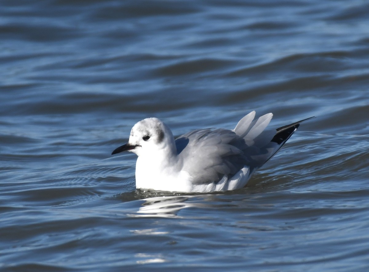 Bonaparte's Gull - ML629251697