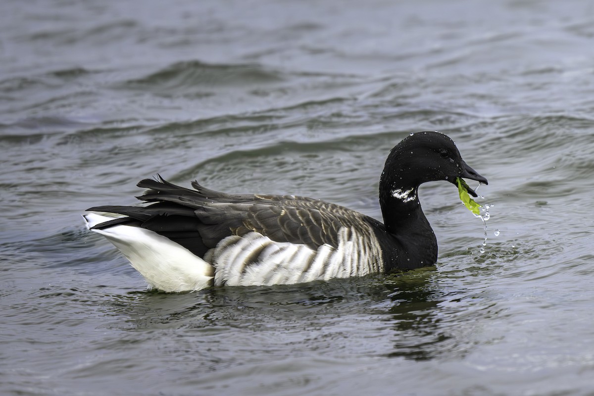 ברנטה כהה - ML629251699