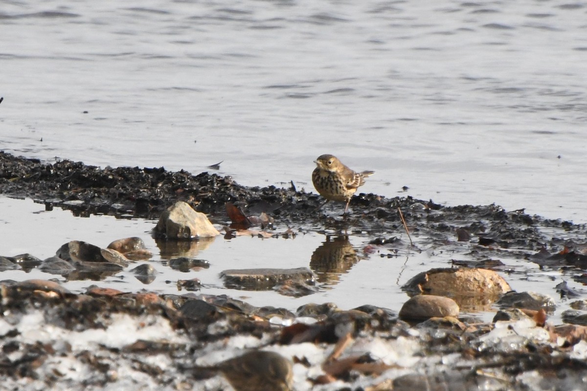 American Pipit - ML629251916