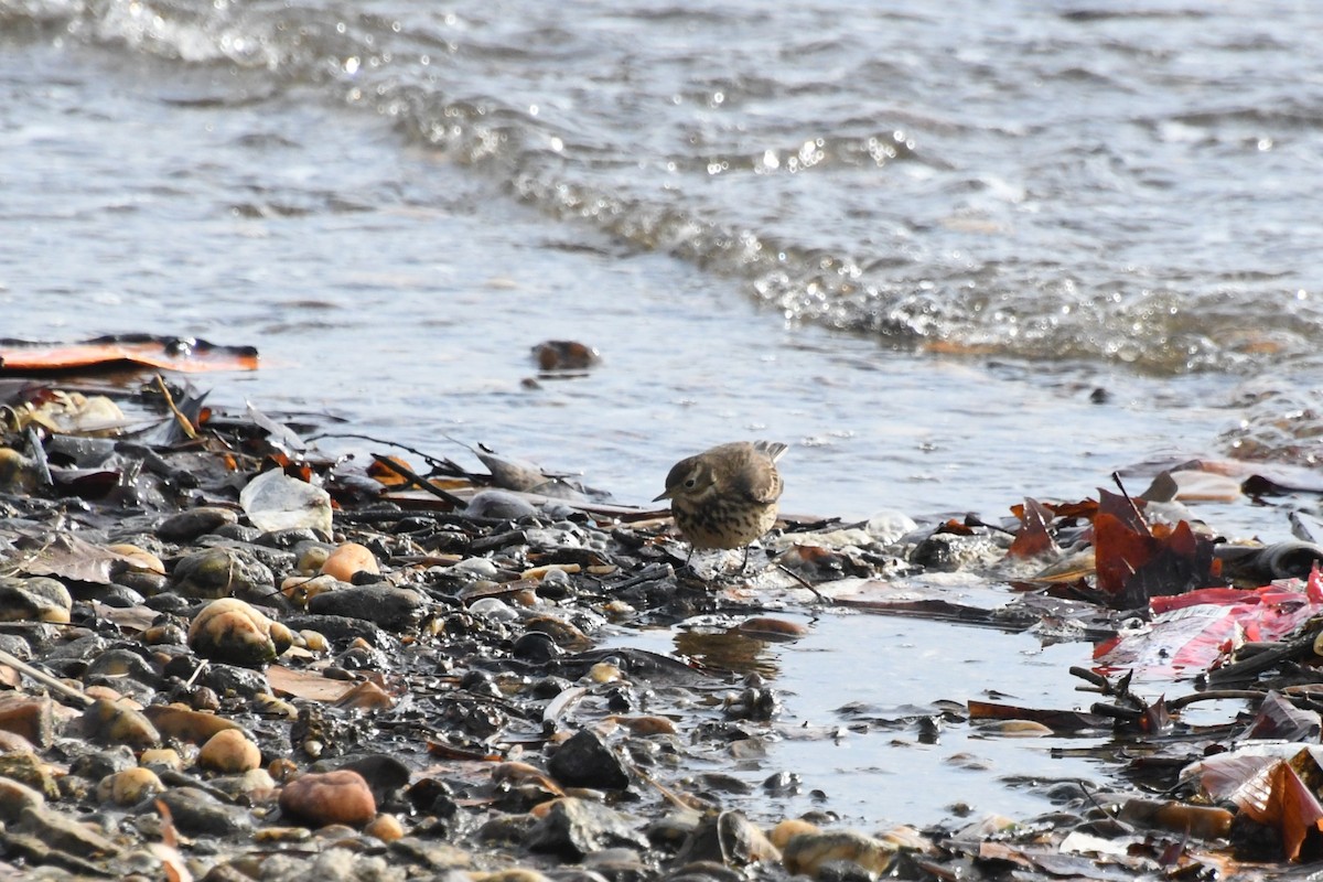 American Pipit - ML629251920