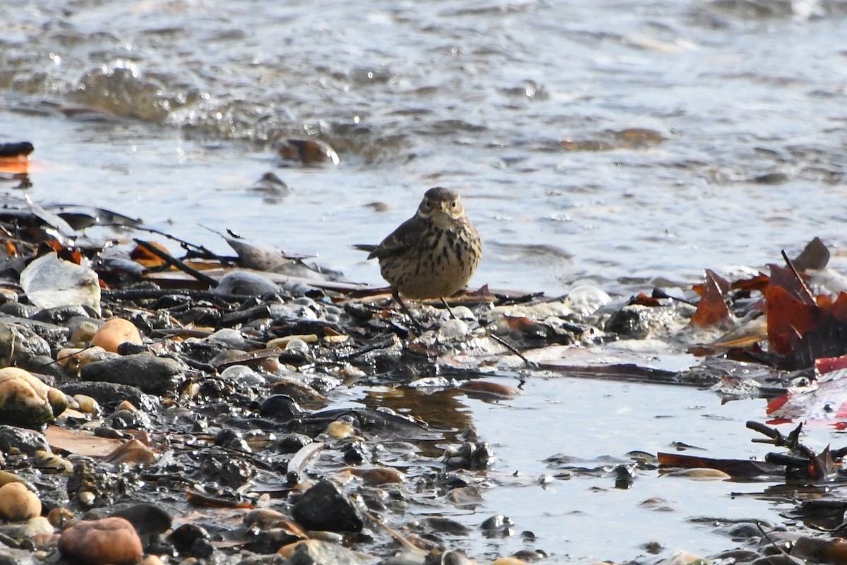American Pipit - ML629251924