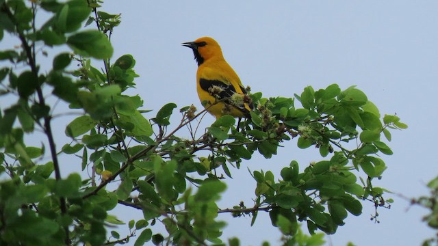 Yellow Oriole - ML629252151