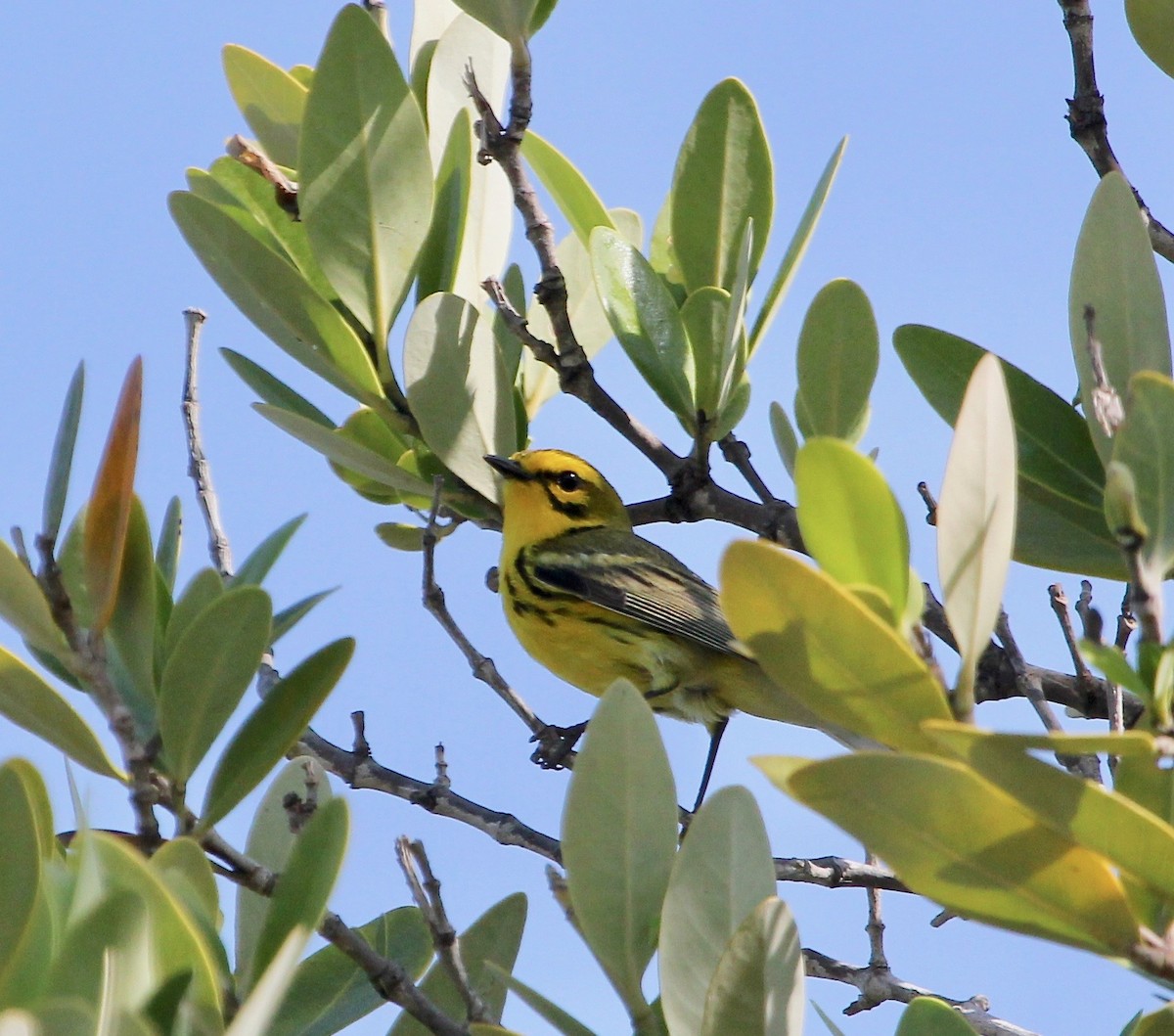 Prairie Warbler - ML629252367