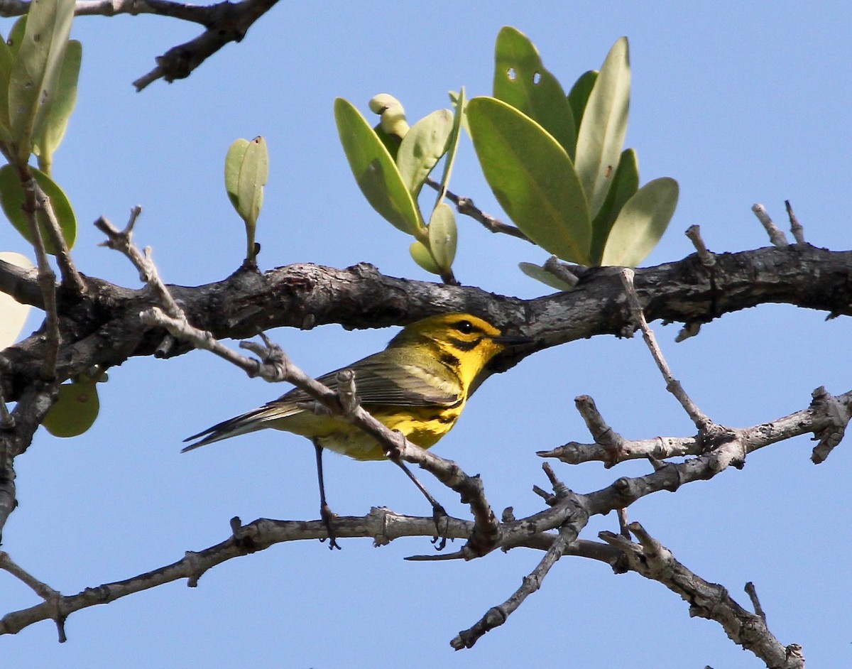 Prairie Warbler - ML629252368