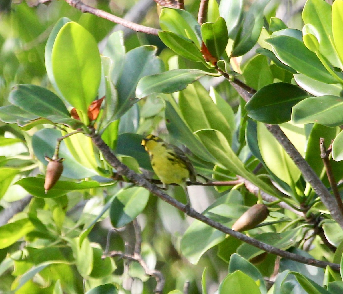 Prairie Warbler - ML629252369