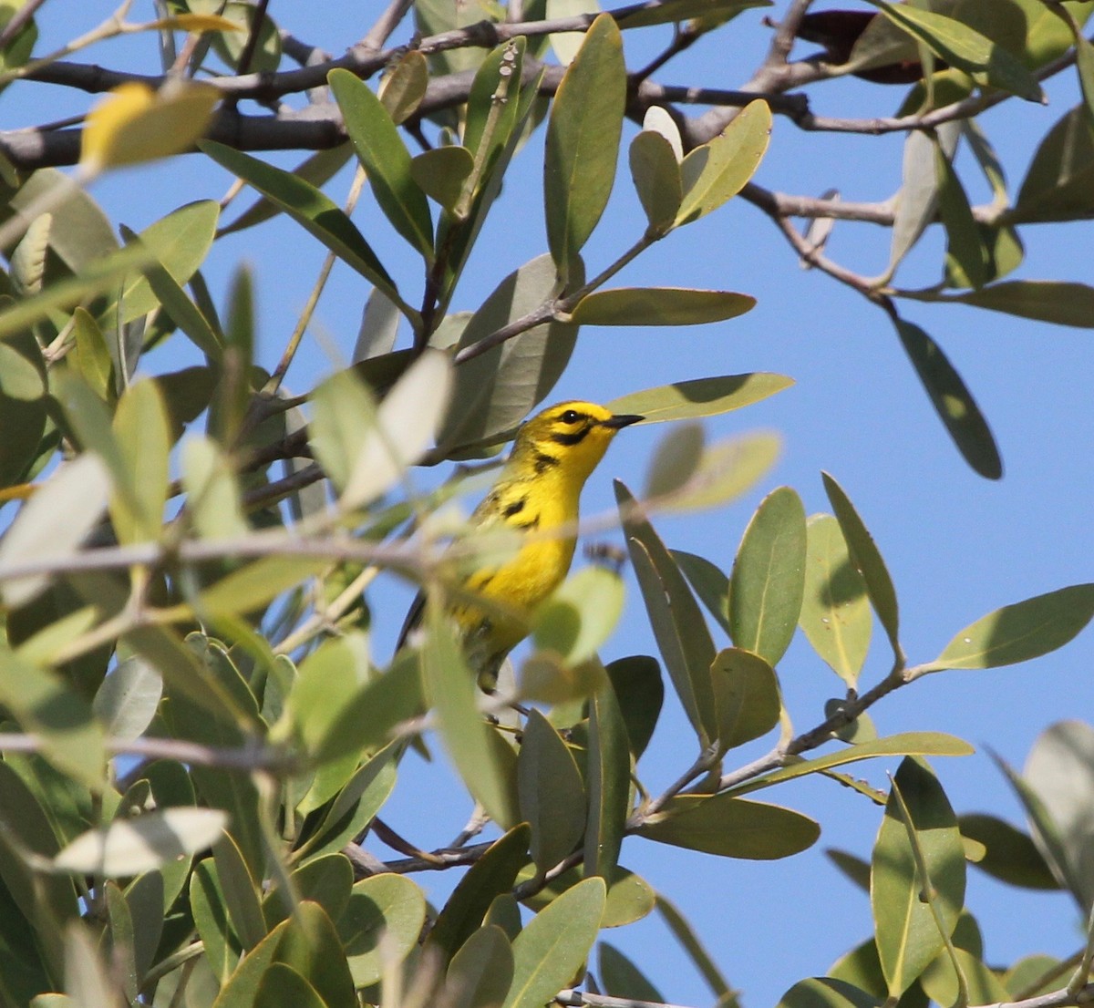 Prairie Warbler - ML629252371