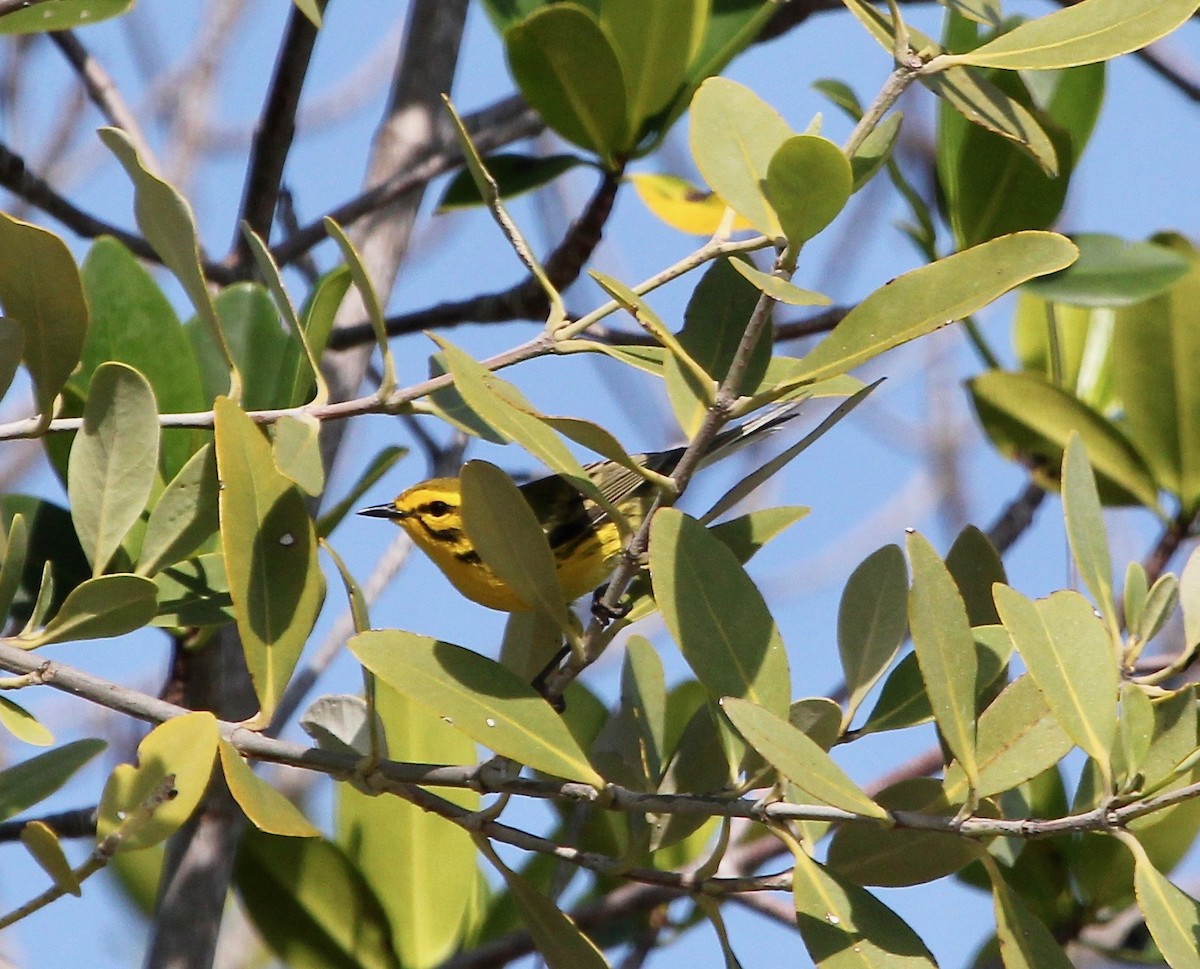 Prairie Warbler - ML629252372