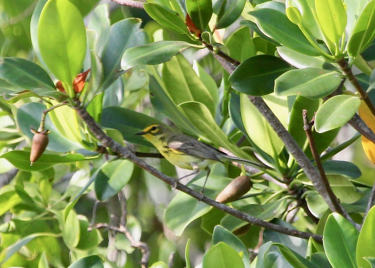 Prairie Warbler - ML629252373