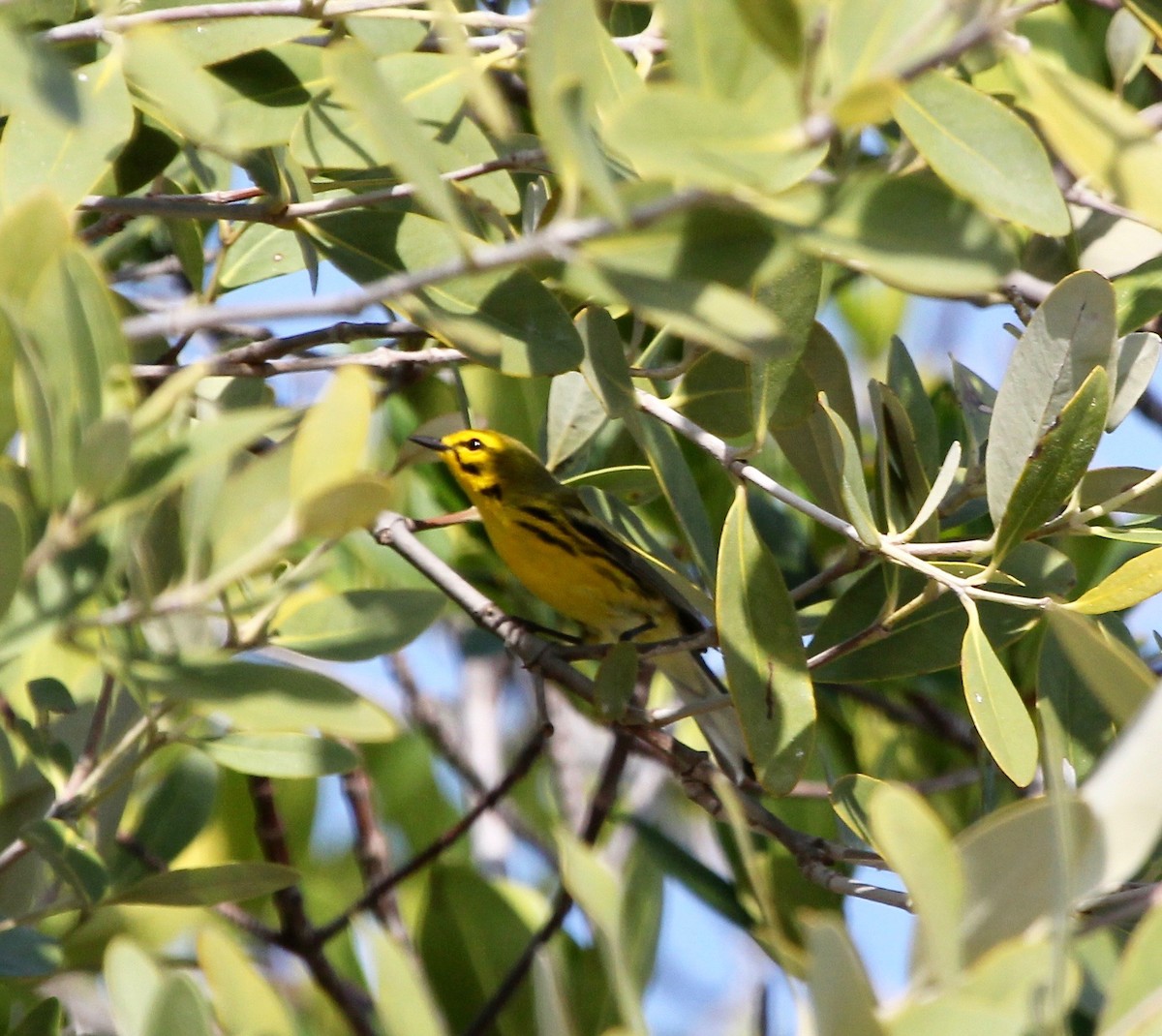 Prairie Warbler - ML629252374