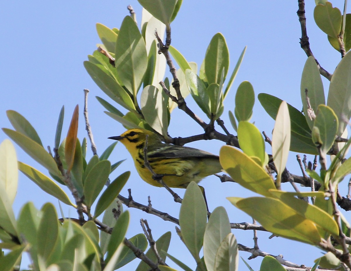 Prairie Warbler - ML629252375
