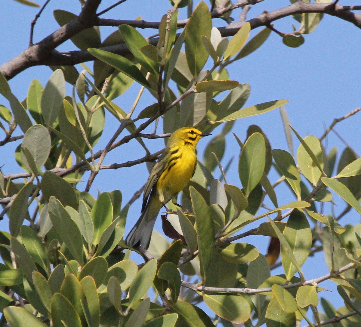Prairie Warbler - ML629252376
