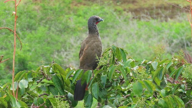 Colombian Chachalaca - ML629252383