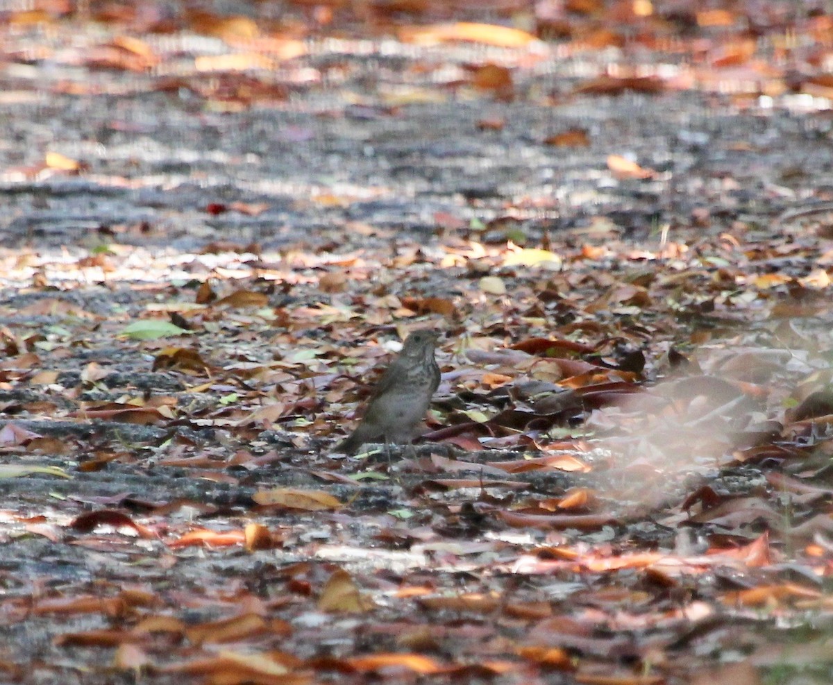 Gray-cheeked Thrush - ML629252475